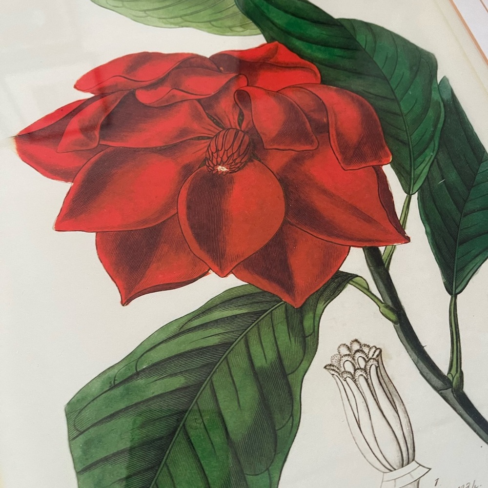 Framed Red botanical Floral Art Print - Picture 3 of 11